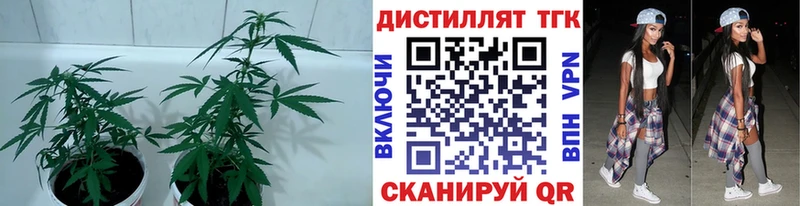 ТГК THC oil  Кемь 